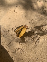 Julodimorpha bakewelli