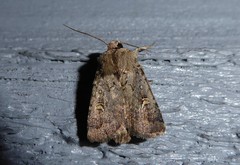 Proteuxoa tetronycha