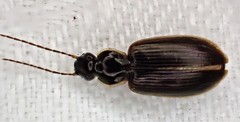 Notagonum