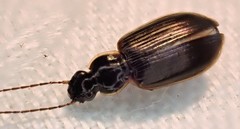 Notagonum
