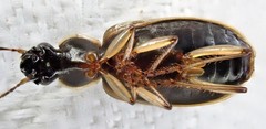 Notagonum