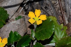 Goodenia hederacea alpestris