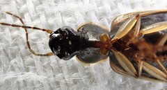 Notagonum
