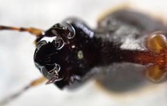 Notagonum