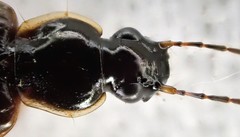 Notagonum