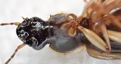 Notagonum