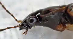 Notagonum