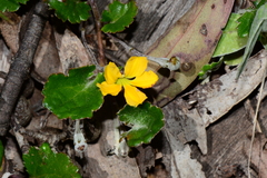 Goodenia hederacea alpestris