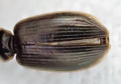 Notagonum