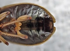 Notagonum