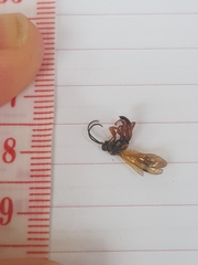 Sphictostethus calvus