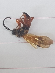 Sphictostethus calvus