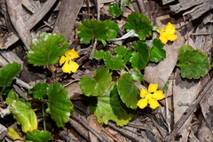 Goodenia hederacea alpestris