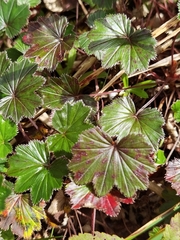 Alchemilla pectinata