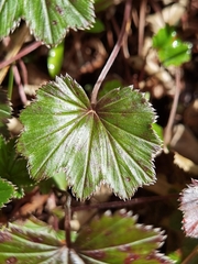 Alchemilla pectinata
