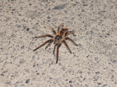 Phrixotrichus vulpinus