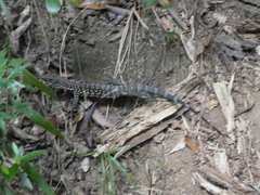 Varanus scalaris