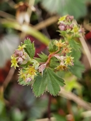 Alchemilla pectinata