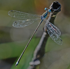Lestes tenuatus
