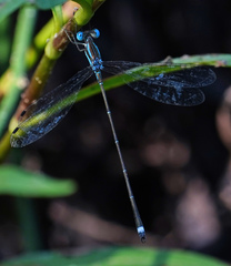 Lestes tenuatus