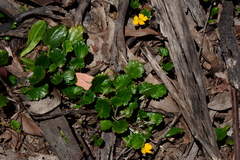 Goodenia hederacea alpestris