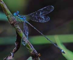Lestes tenuatus