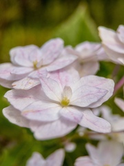 Hydrangea macrophylla normalis