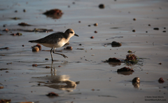 Pluvialis squatarola