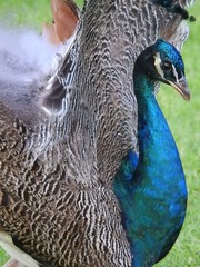 Pavo cristatus