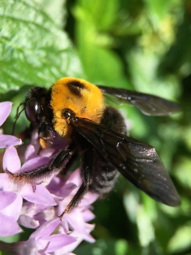 Appendiculate Carpenter Bee