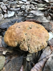 Butyriboletus persolidus