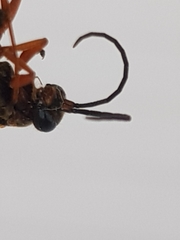 Sphictostethus calvus