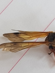 Sphictostethus calvus