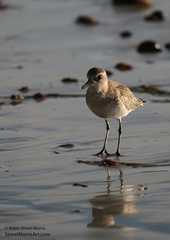 Pluvialis squatarola