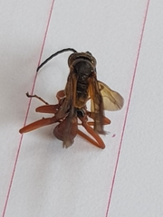 Sphictostethus calvus