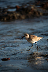 Pluvialis squatarola