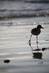 Pluvialis squatarola