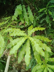 Macadamia tetraphylla