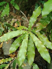 Macadamia tetraphylla