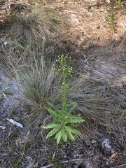 Erechtites hieraciifolius image