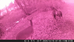 Odocoileus virginianus