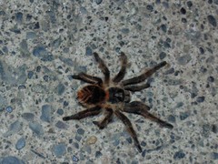 Phrixotrichus vulpinus