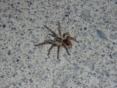 Phrixotrichus vulpinus