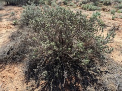 Eremophila rotundifolia