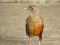 Turdus rufiventris