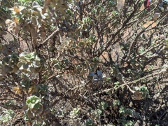 Eremophila rotundifolia