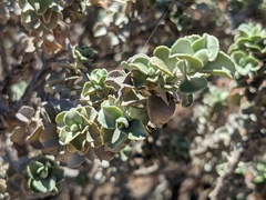 Eremophila rotundifolia