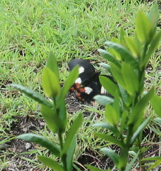 Papilio ambrax