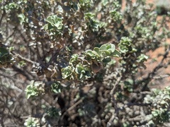 Eremophila rotundifolia