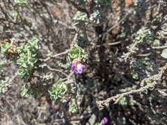 Eremophila rotundifolia